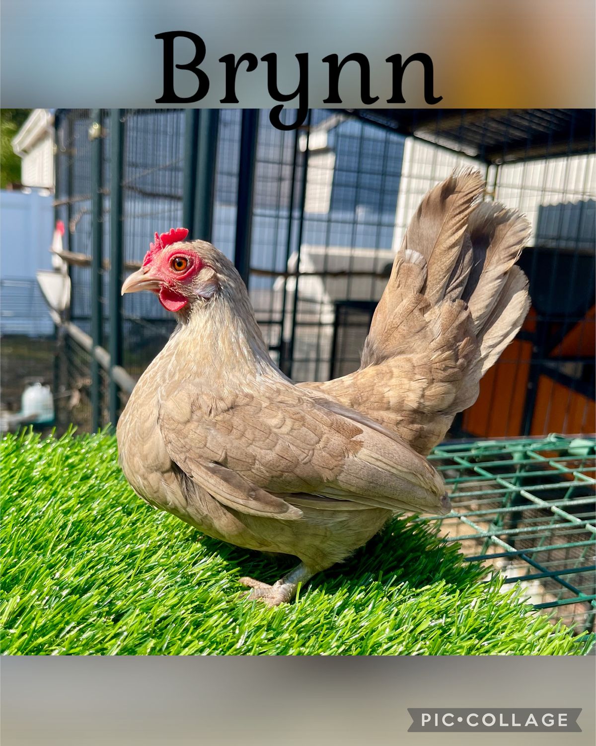 Breeder Spotlight