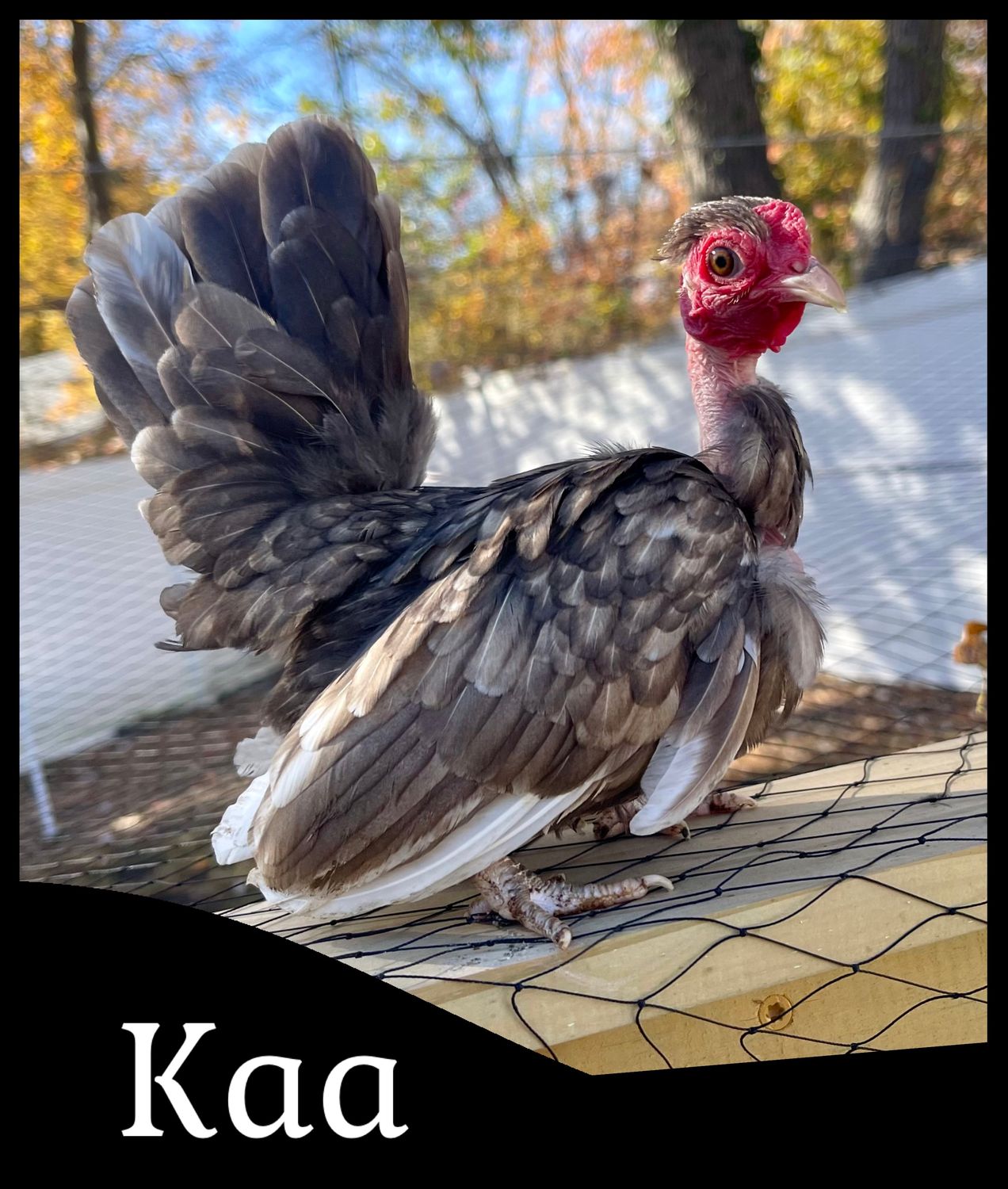 Breeder Spotlight
