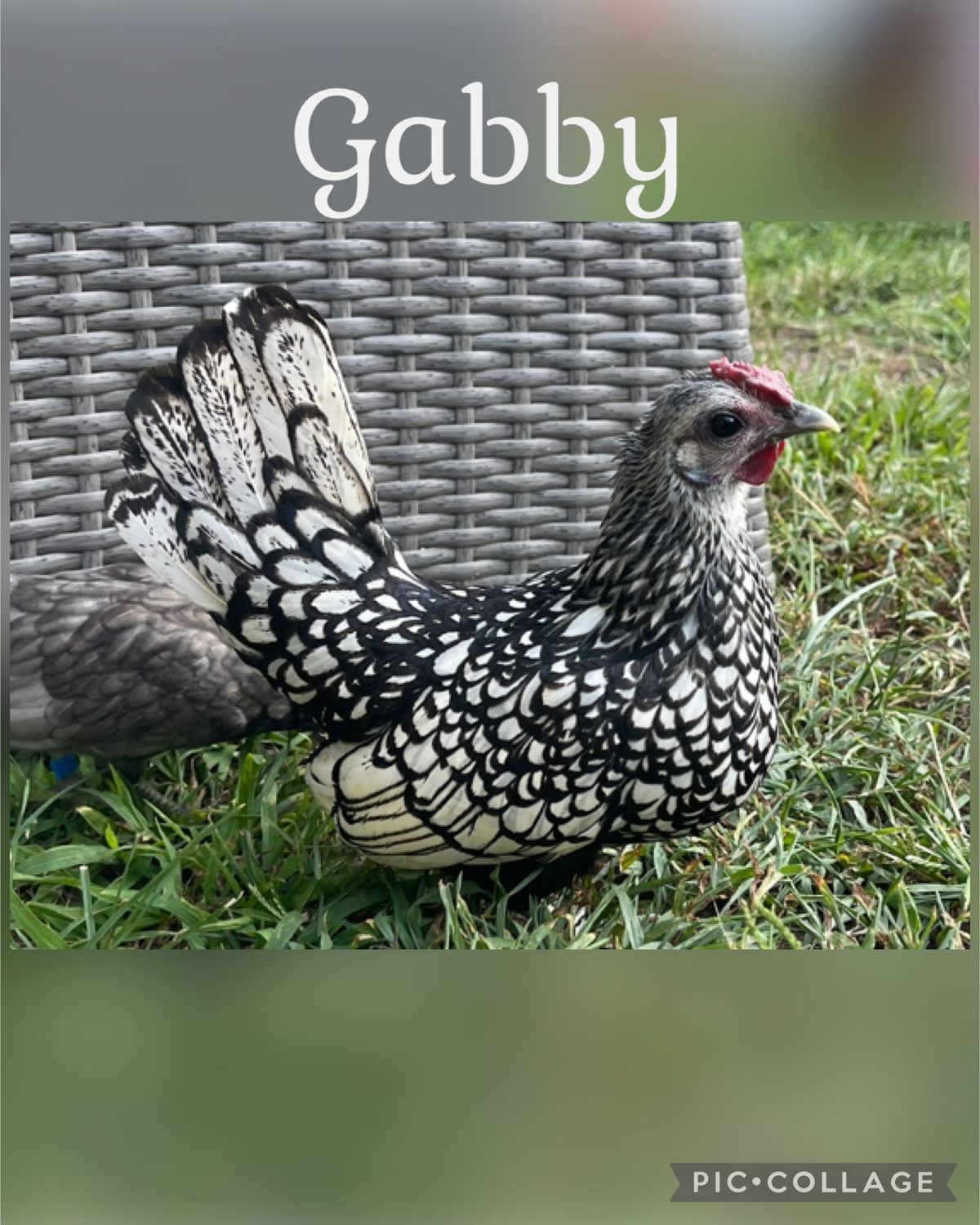 Breeder Spotlight