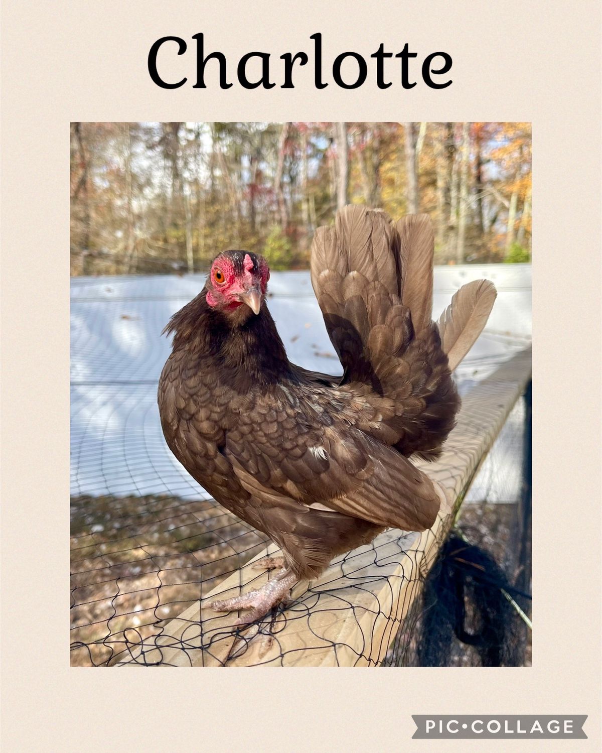 Breeder Spotlight