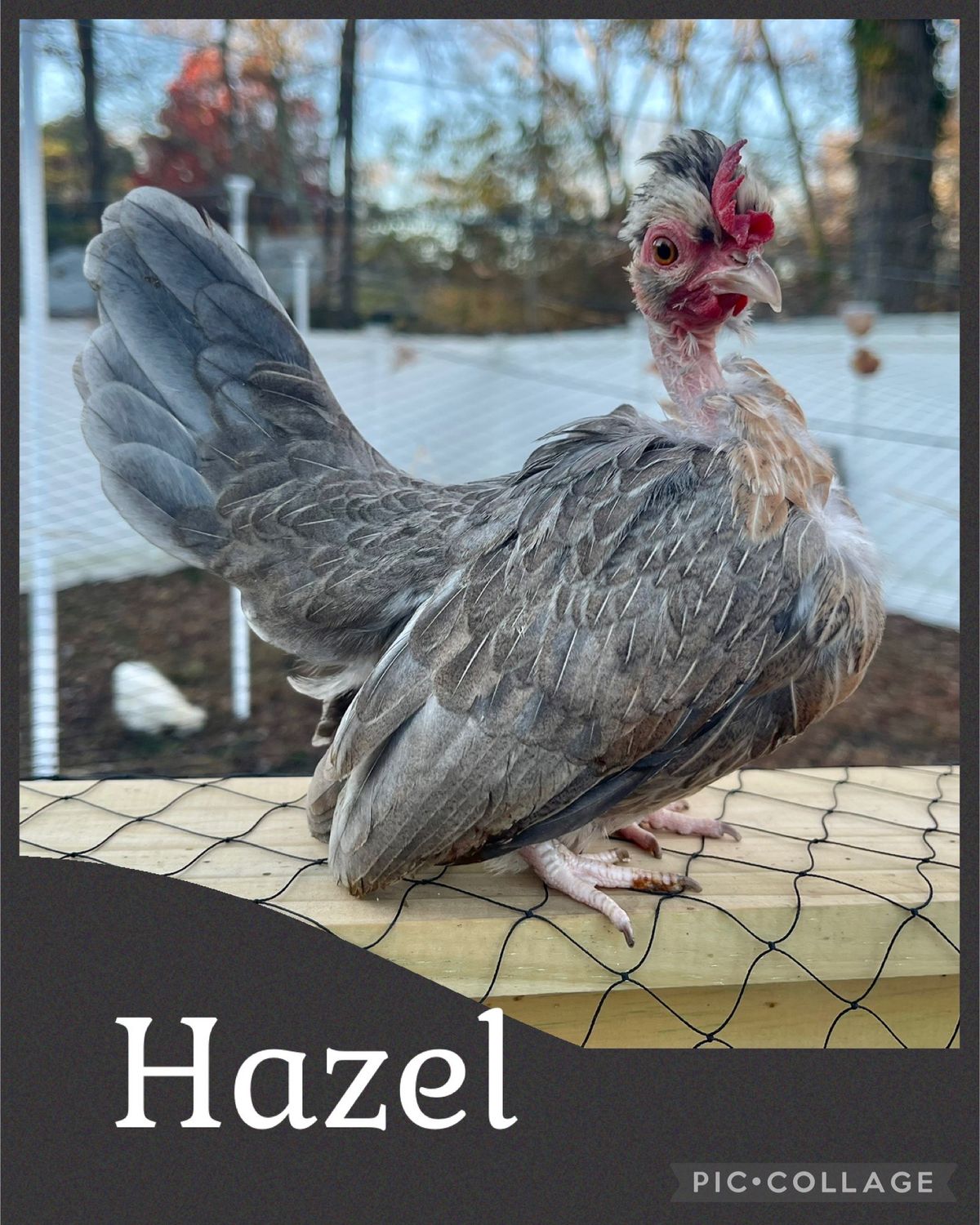 Breeder Spotlight