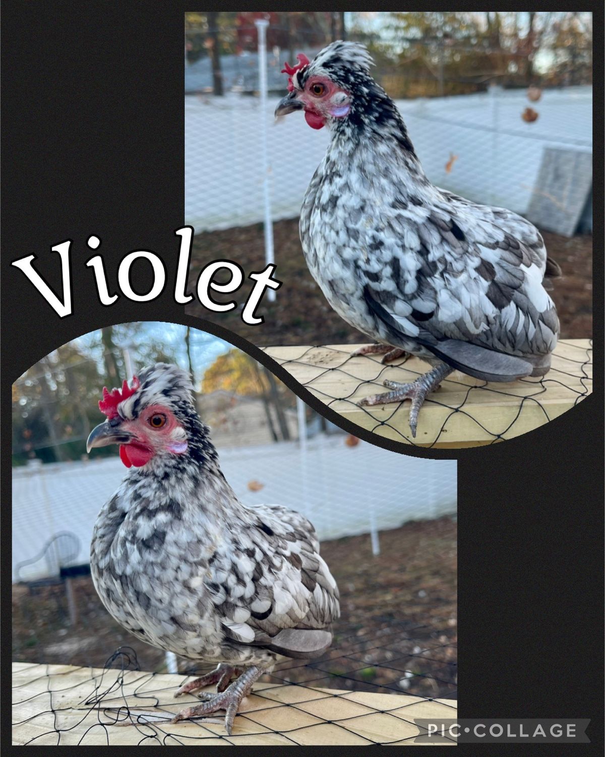 Breeder Spotlight