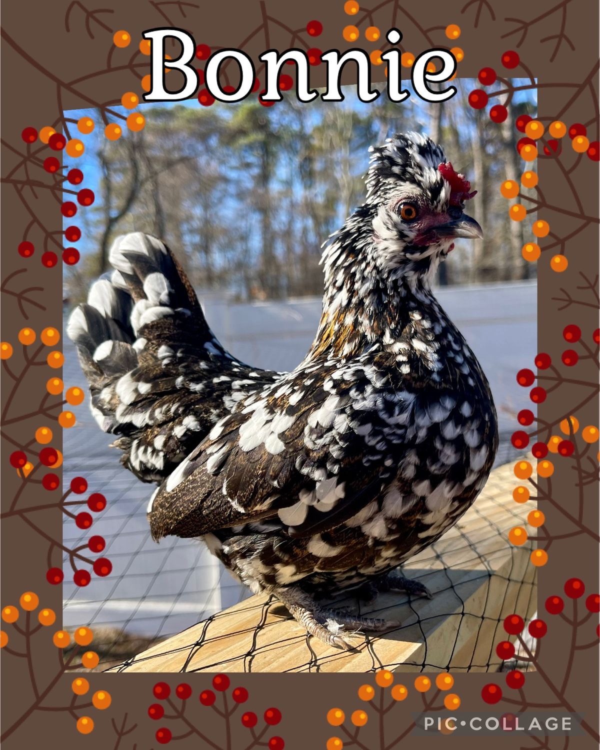 Breeder Spotlight