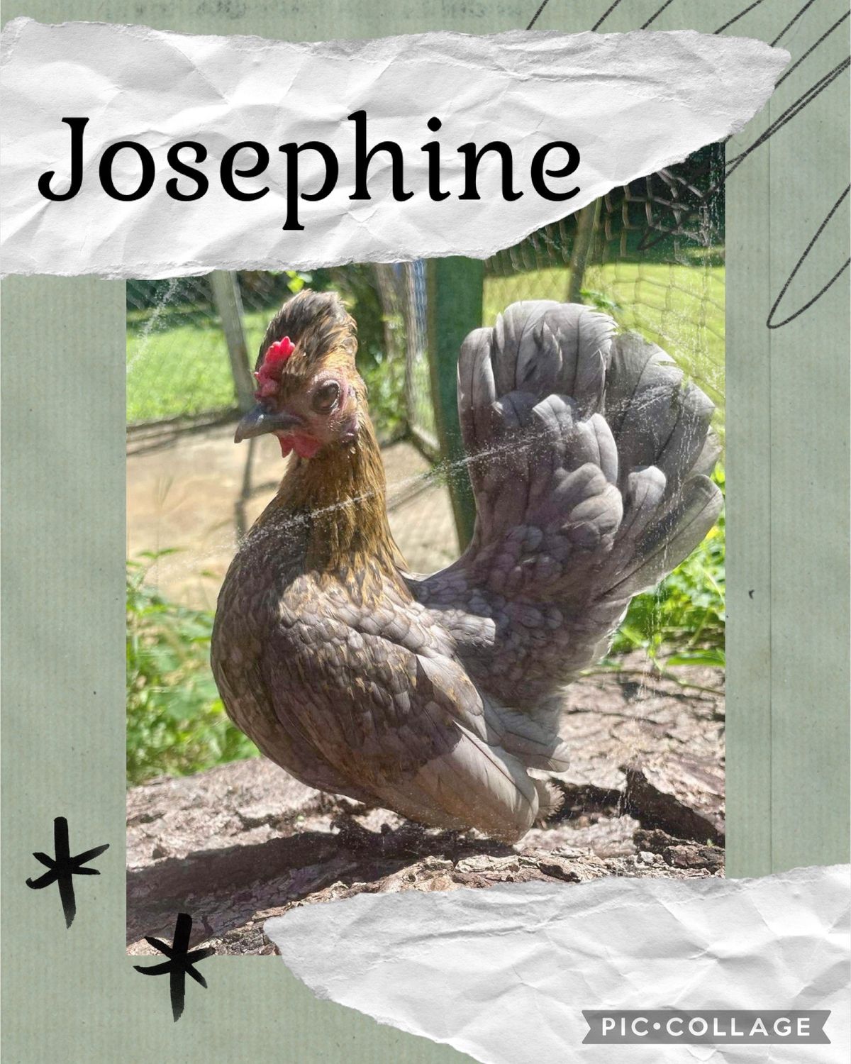 Breeder Spotlight