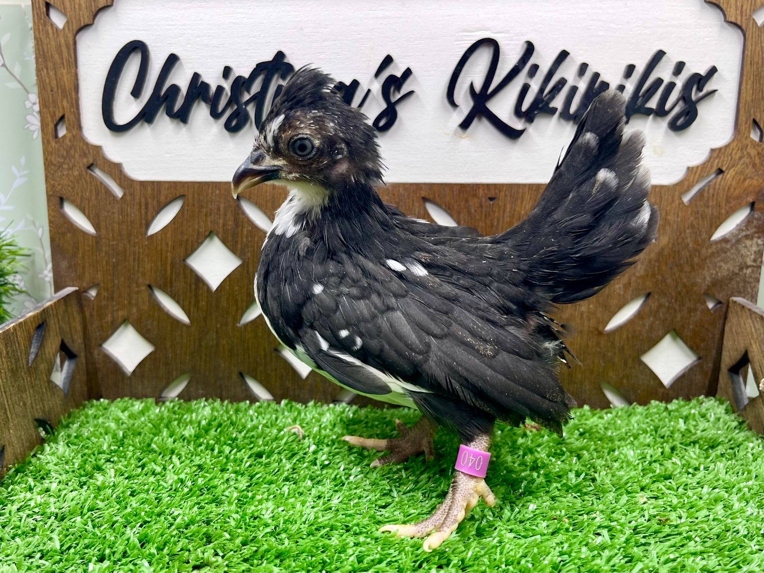 Possible Pullet