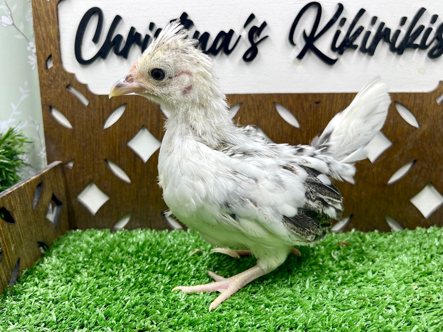 Possible Pullet