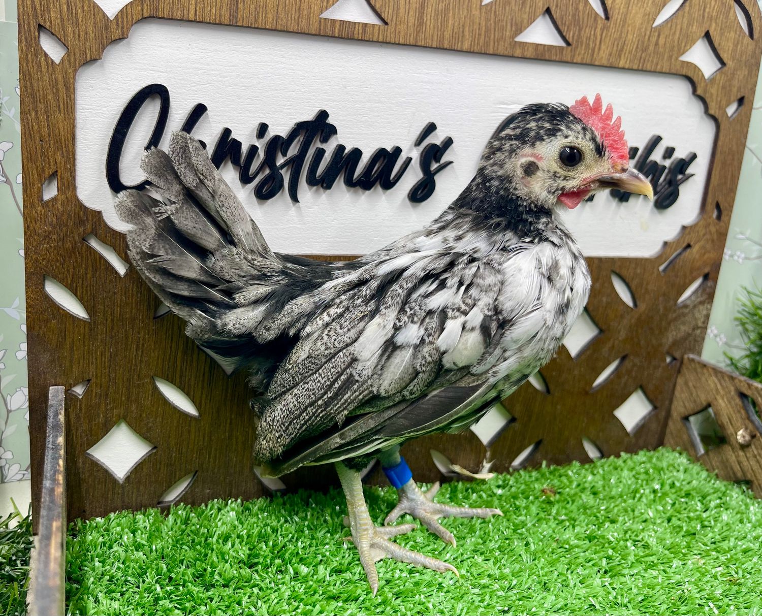 Cockerel