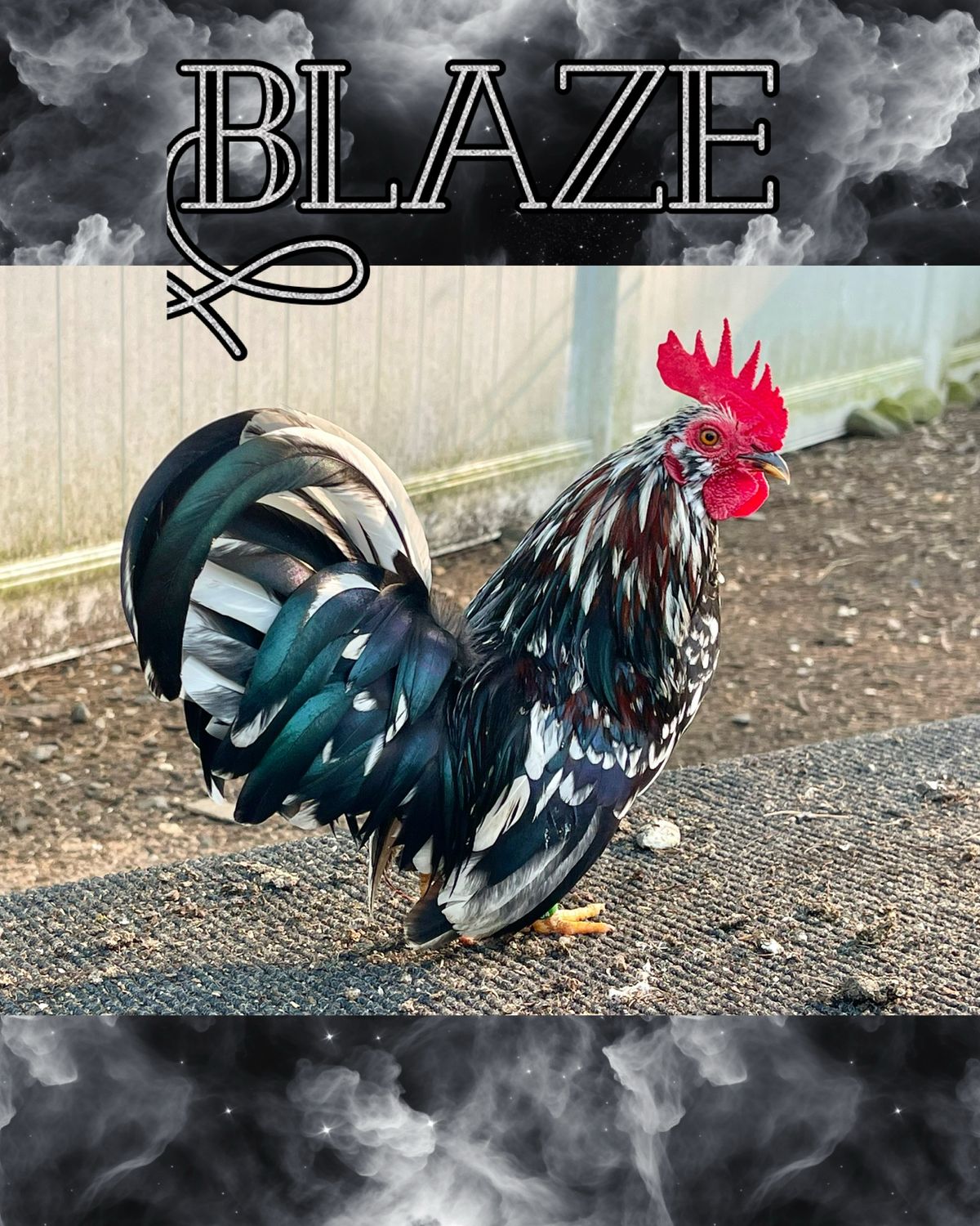Breeder Spotlight