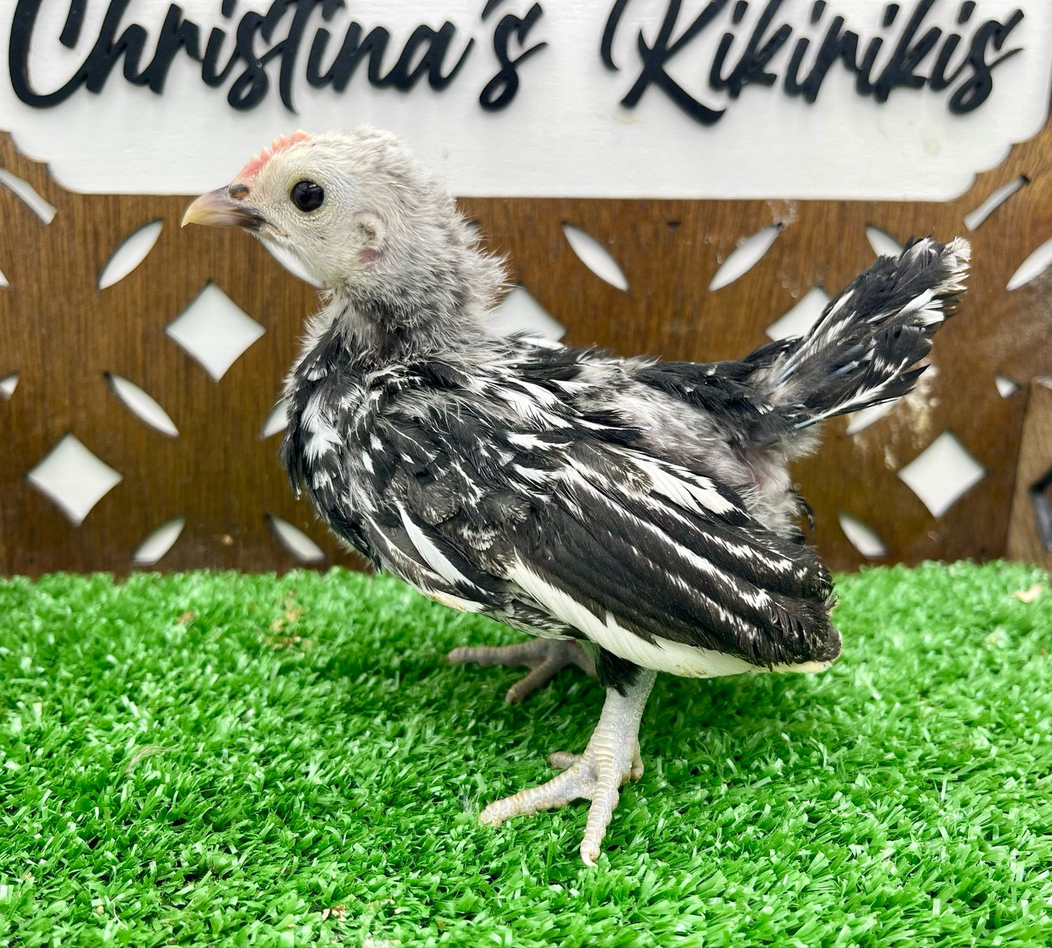 Possible Cockerel
