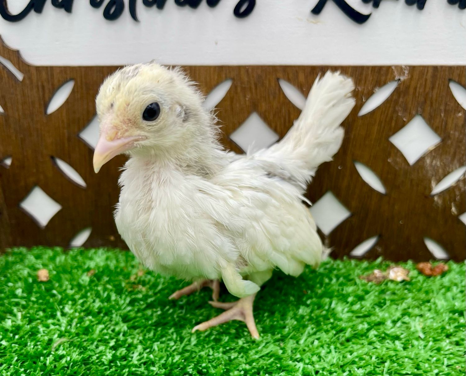 Possible Pullet