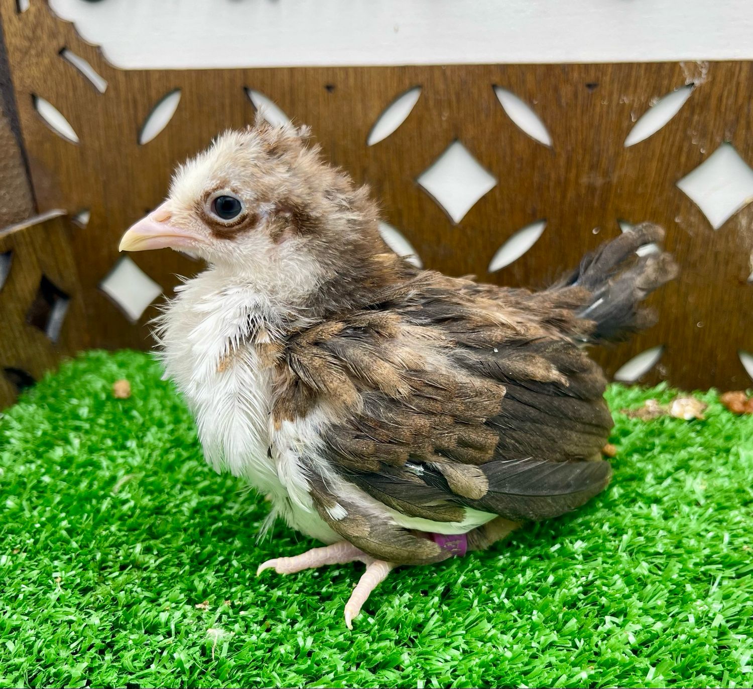 Possible Pullet