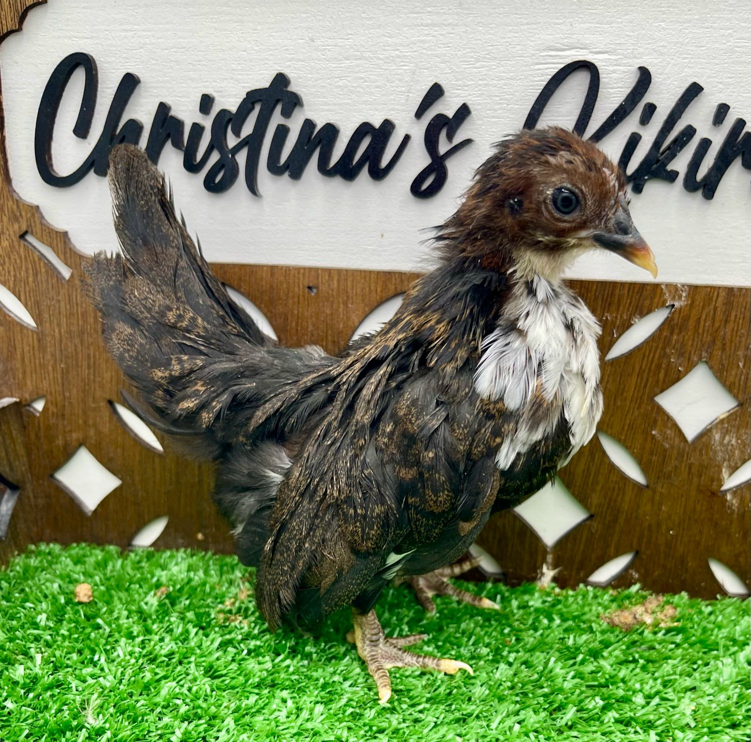 Possible Pullet