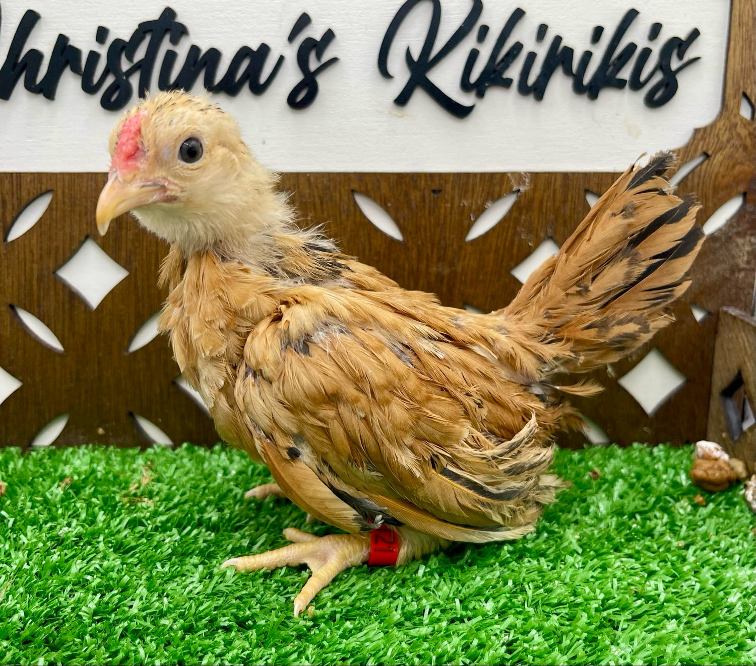 Suspected Cockerel
