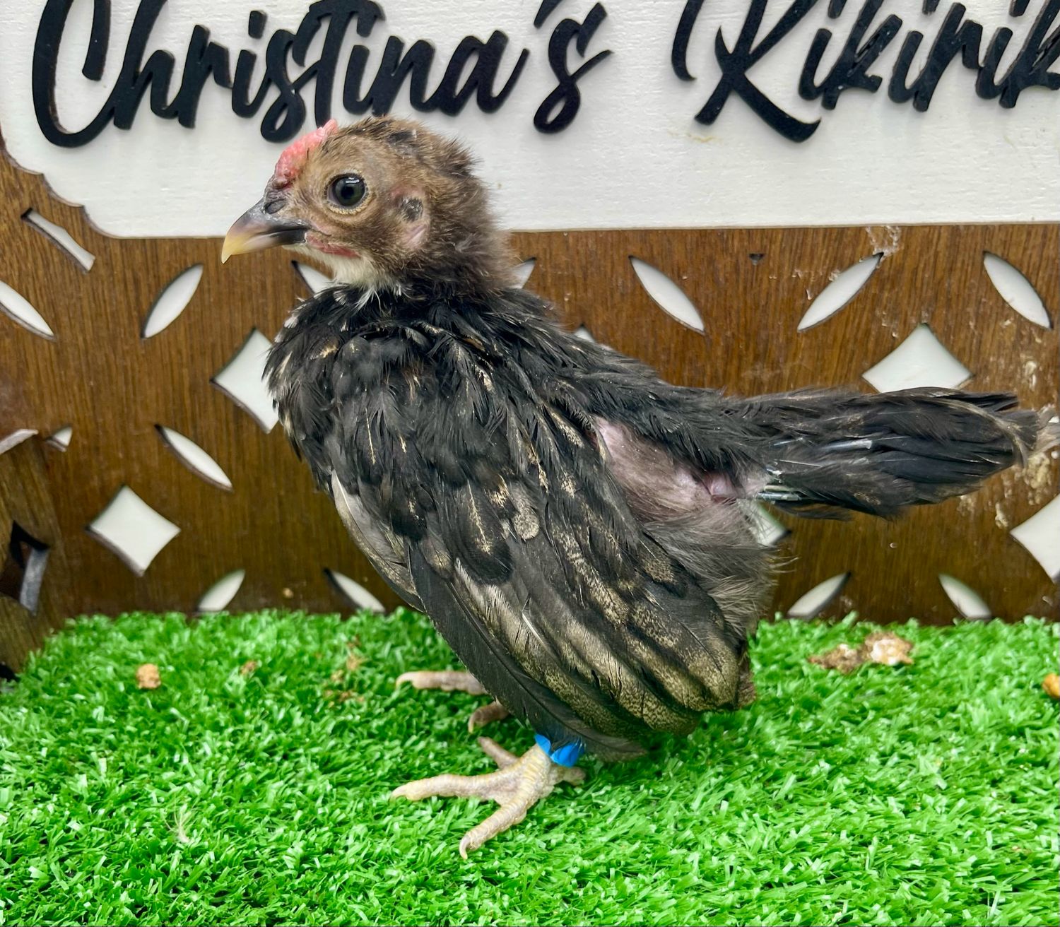 Possible Cockerel