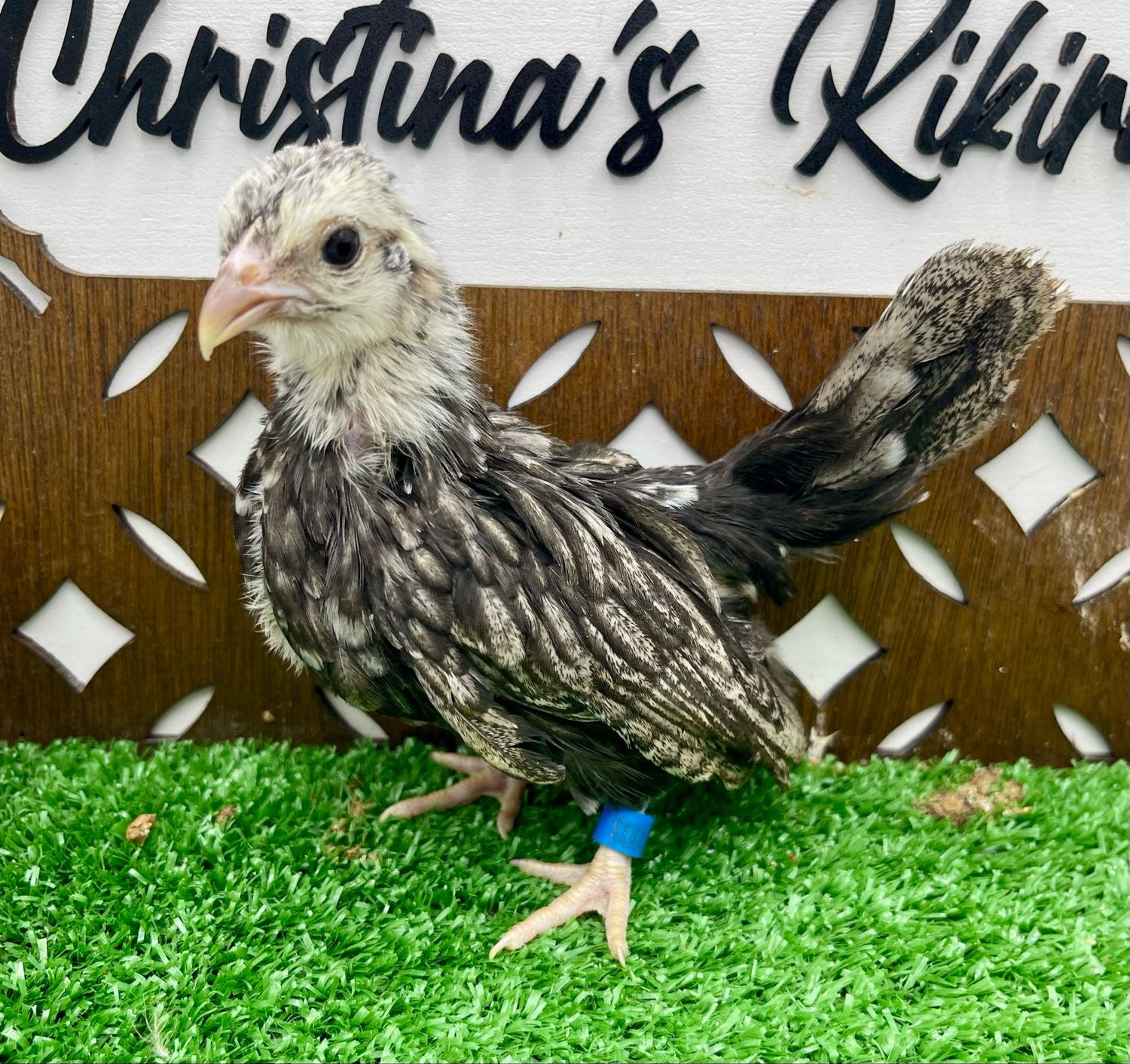 Possible Pullet