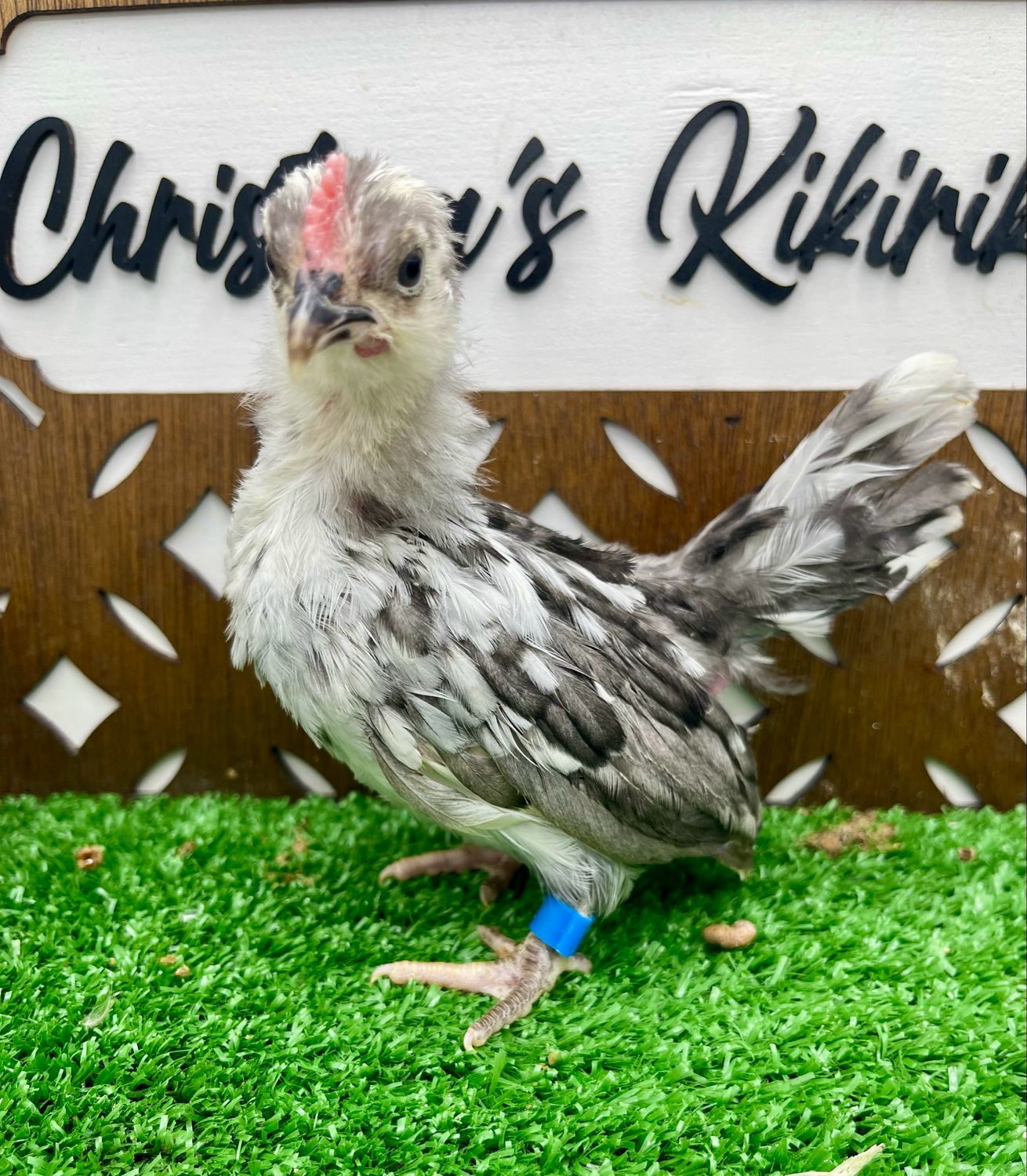 Possible Cockerel