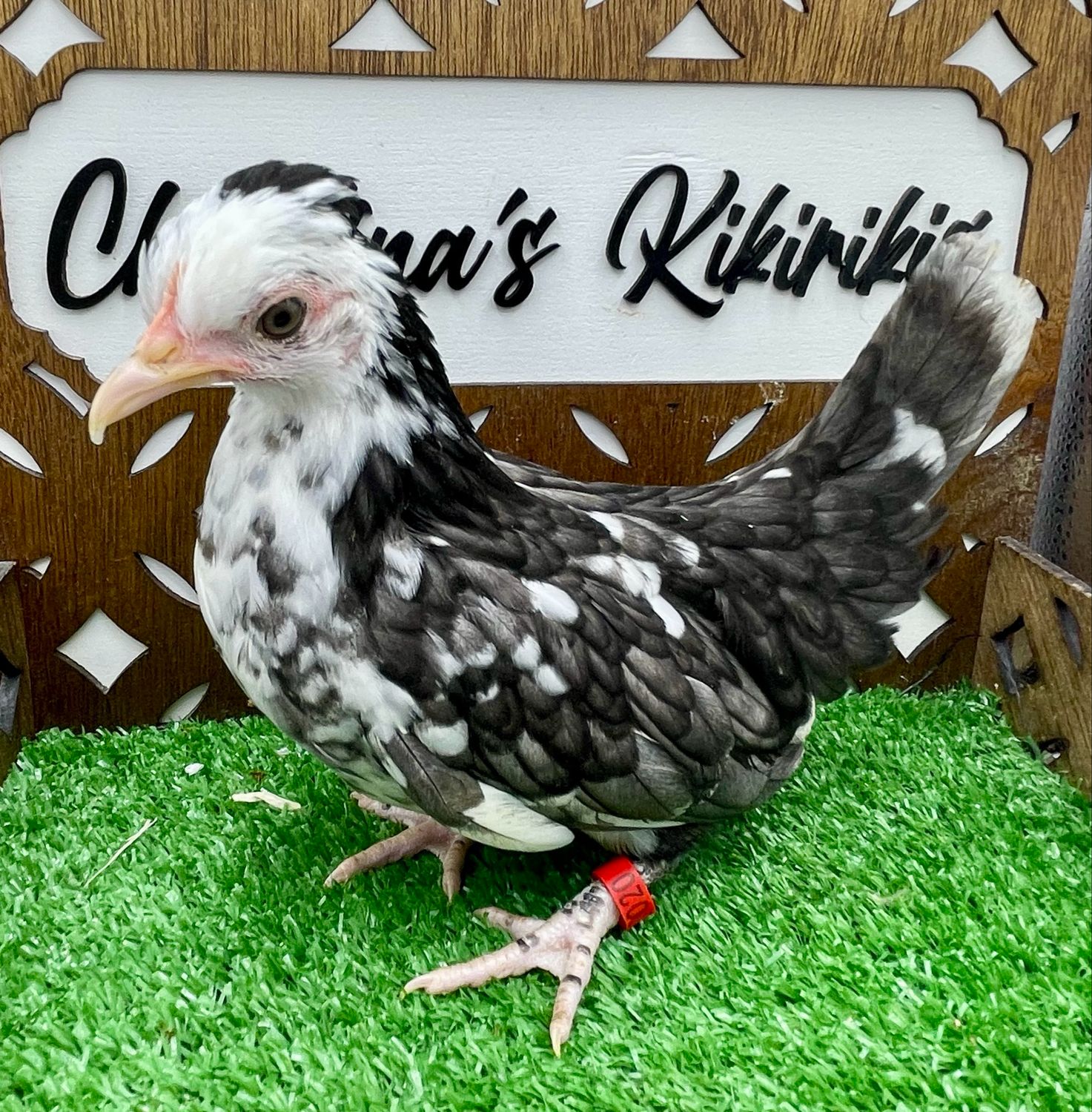 Possible Pullet