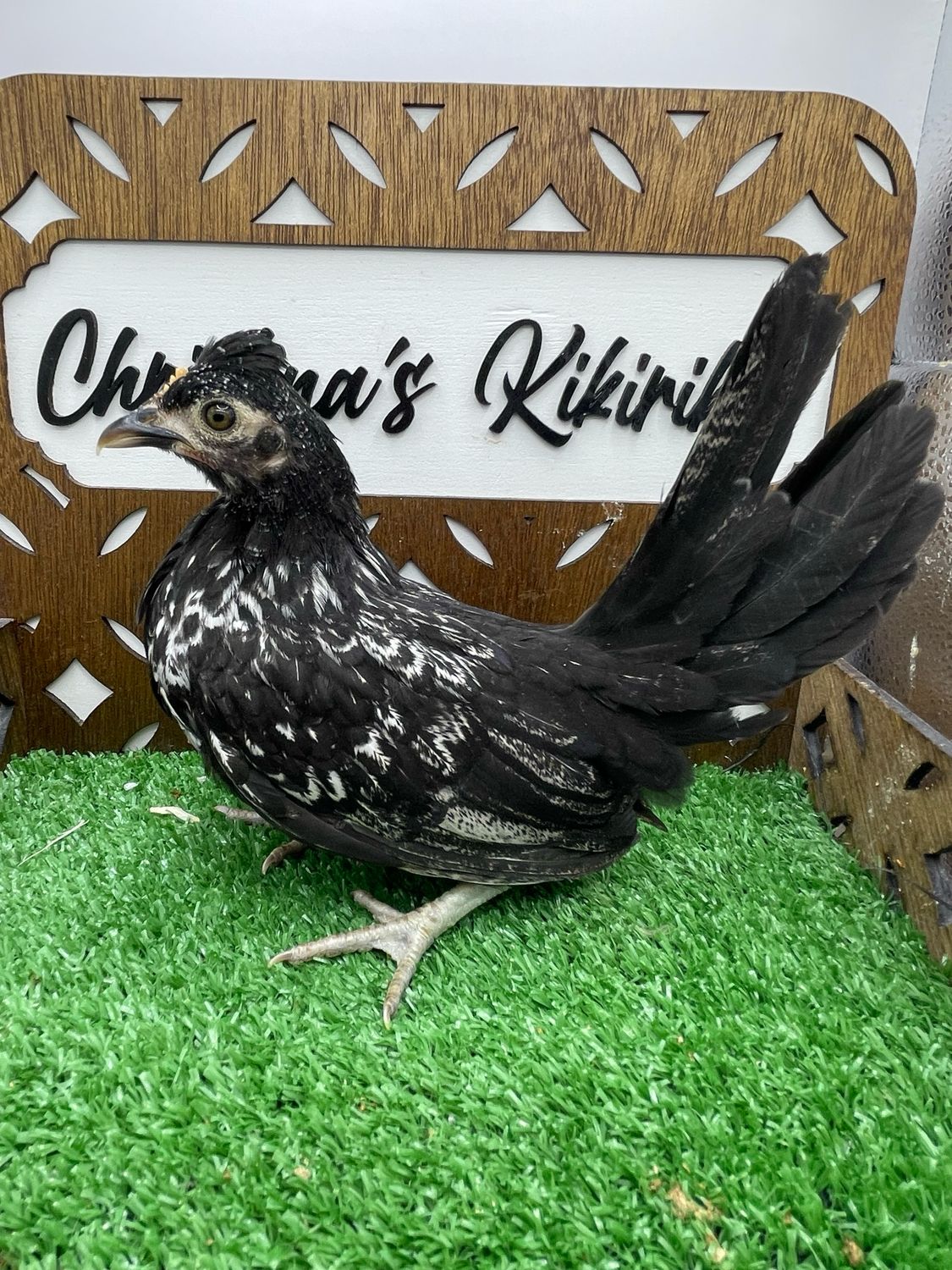 Possible Pullet