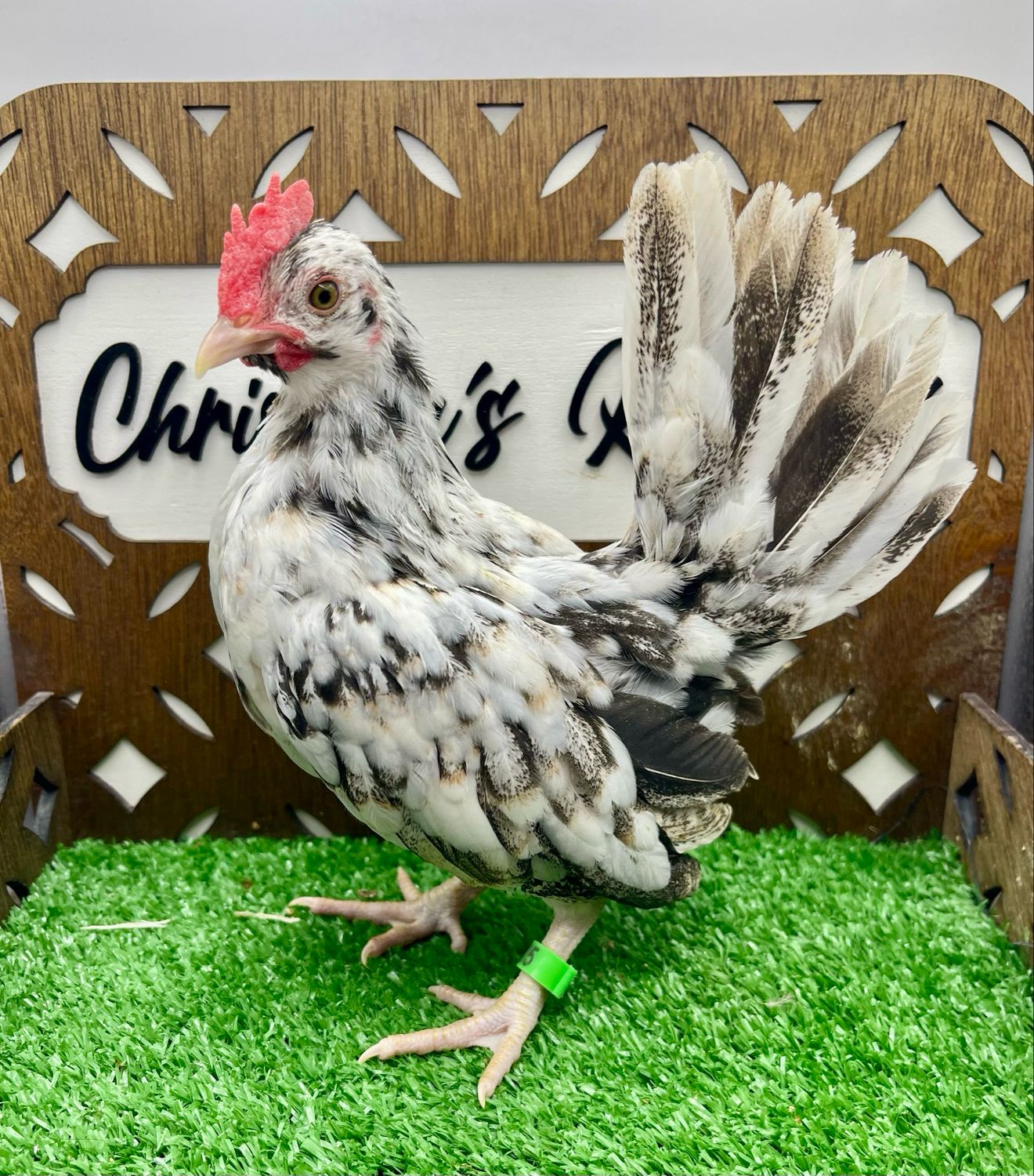 Cockerel