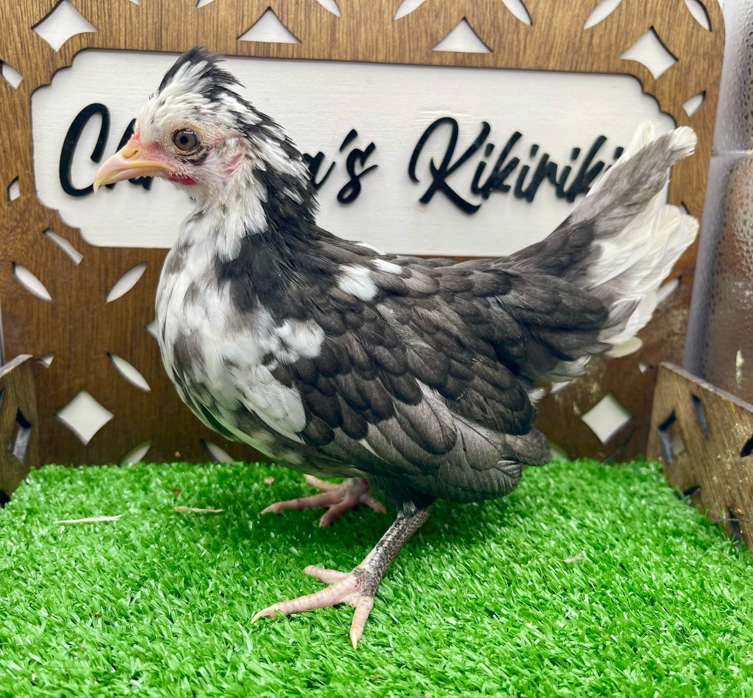 Possible Pullet