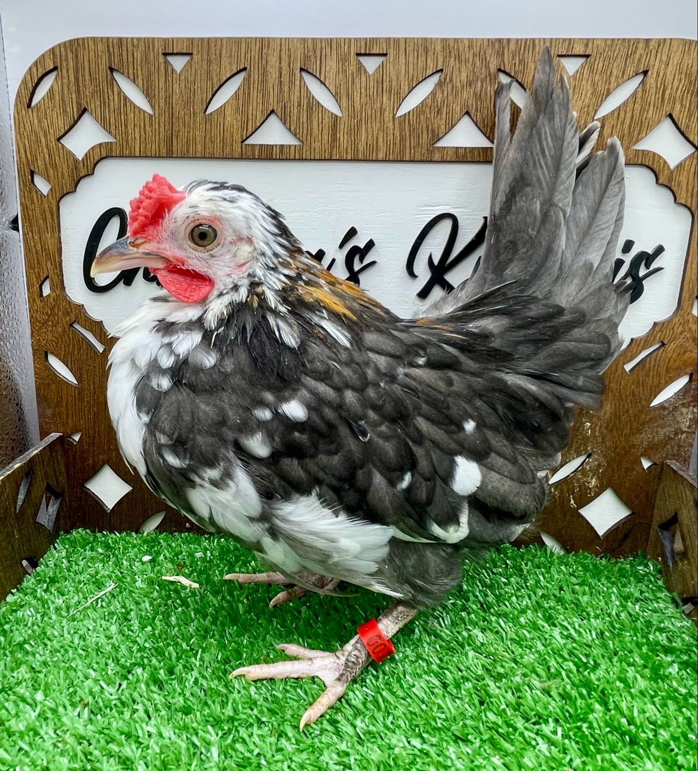 Cockerel