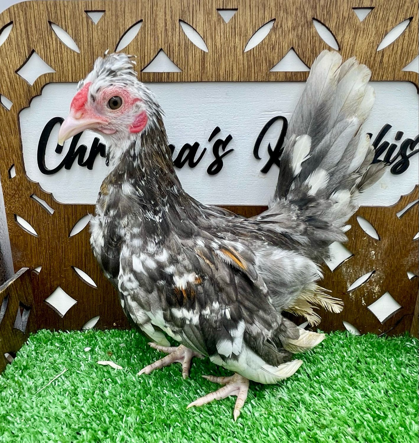 Cockerel