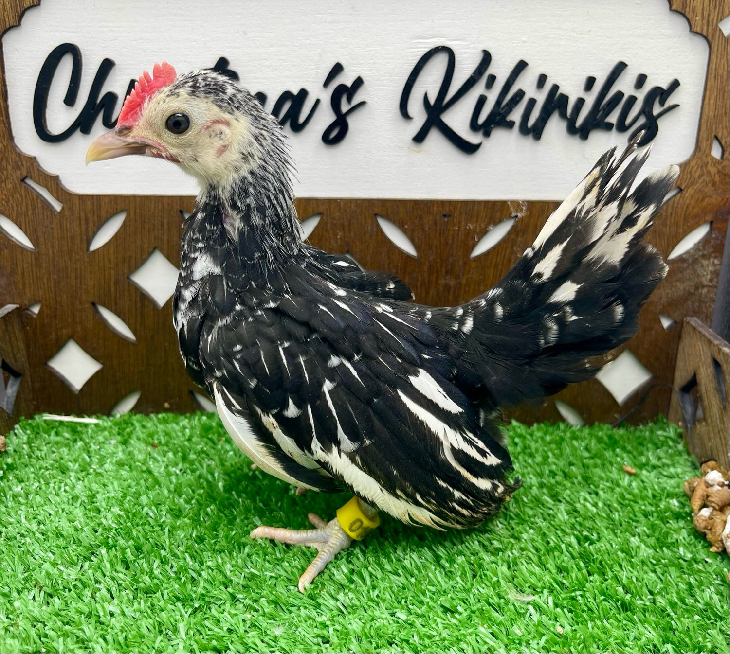 Possible Cockerel