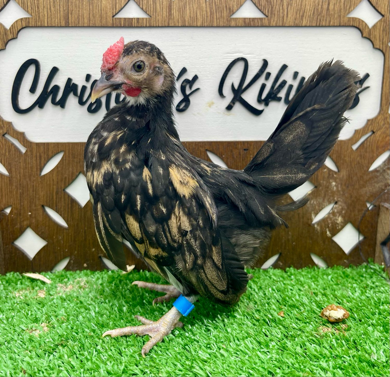 Cockerel