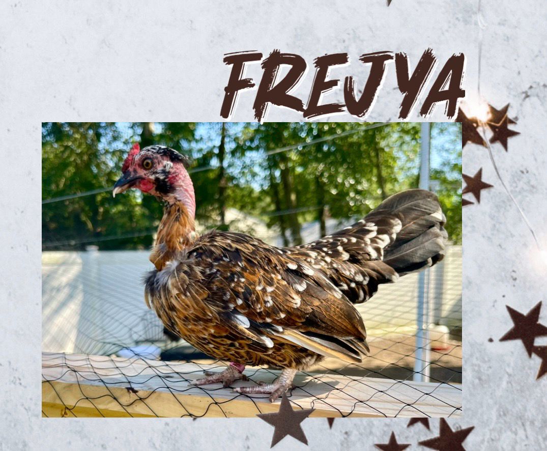 Breeder Spotlight