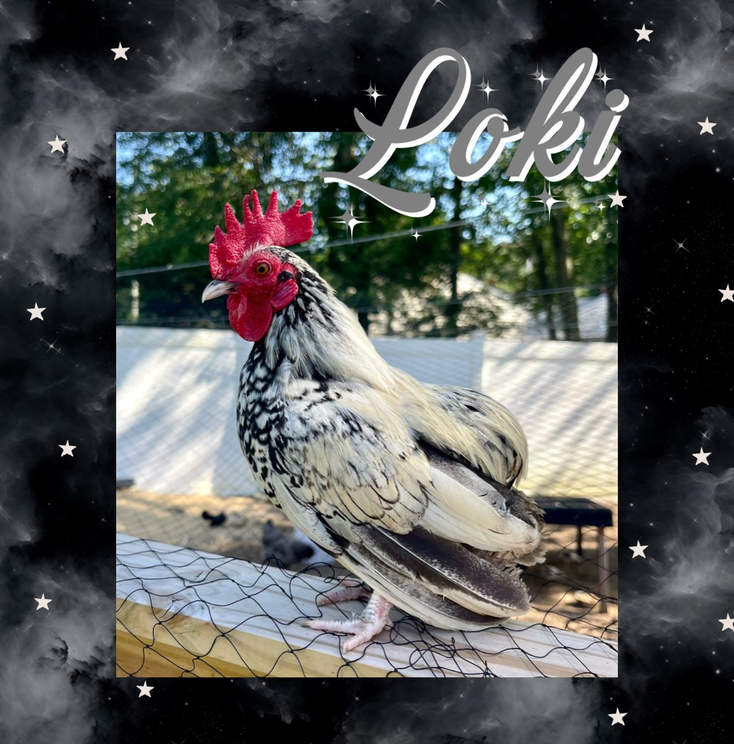 Breeder Spotlight