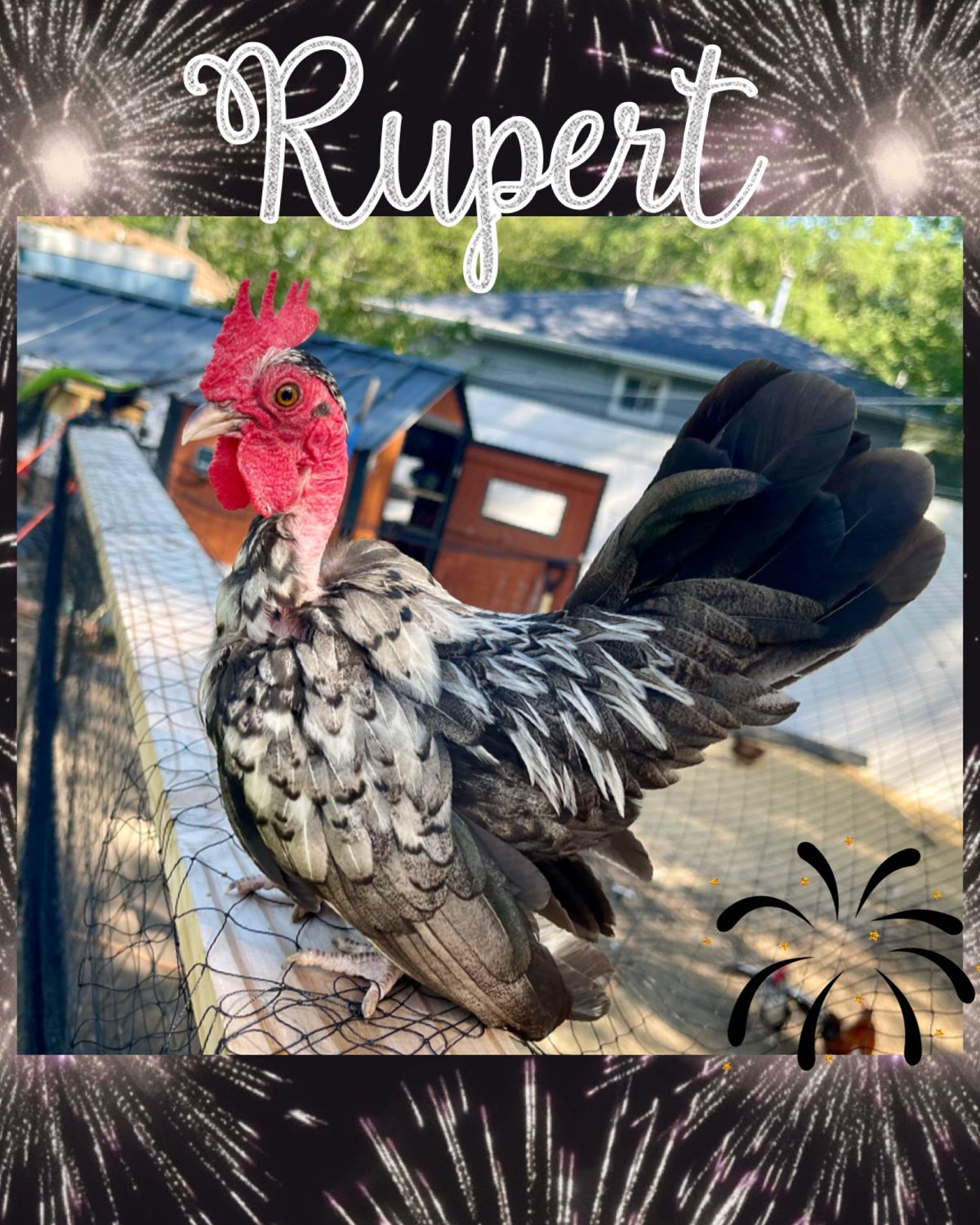 Breeder Spotlight