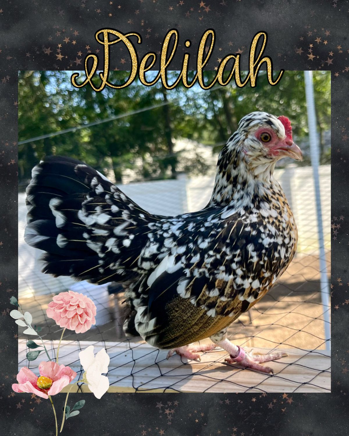 Breeder Spotlight