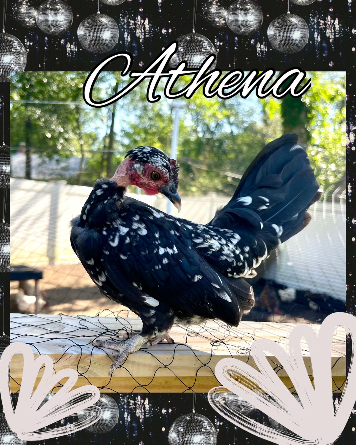 Breeder Spotlight