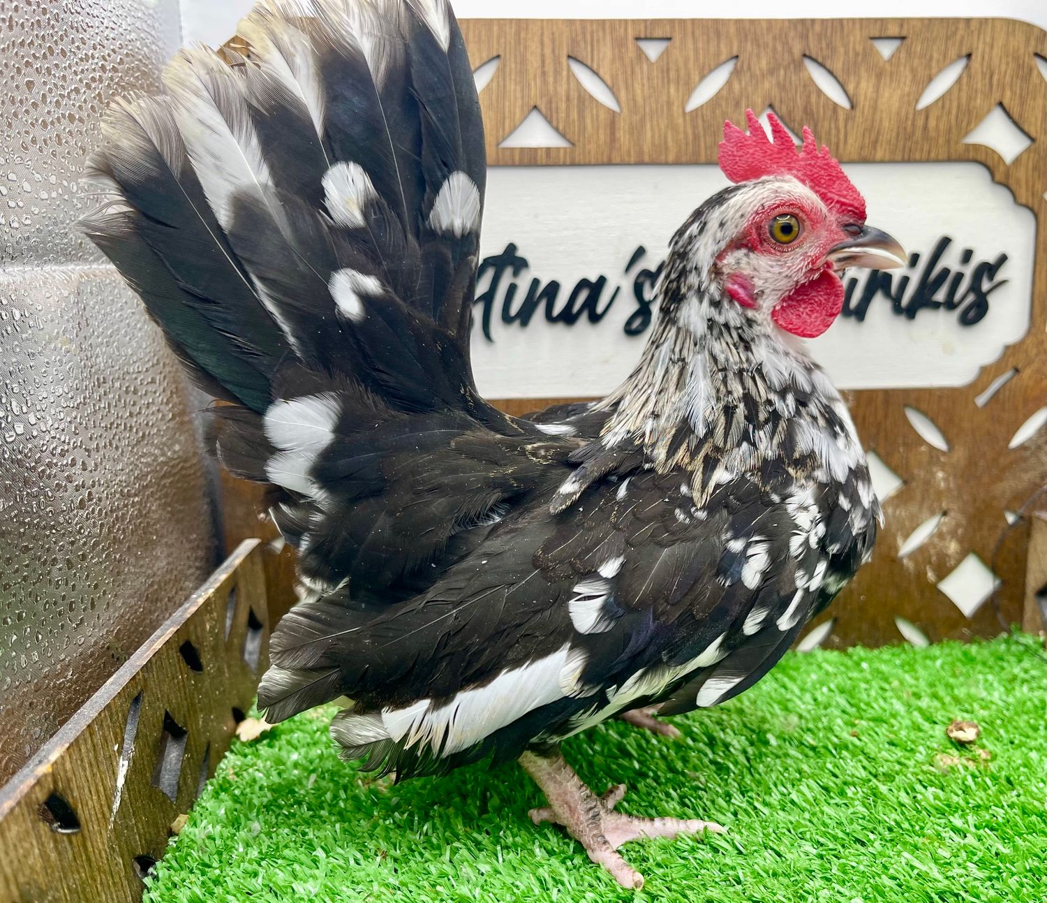 Cockerel