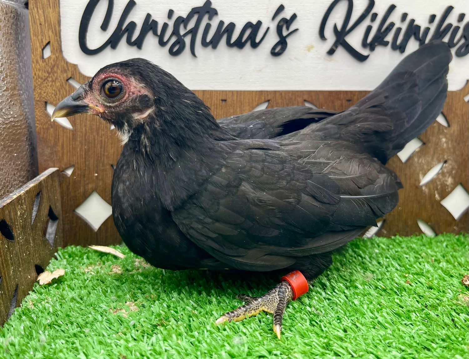Possible Pullet