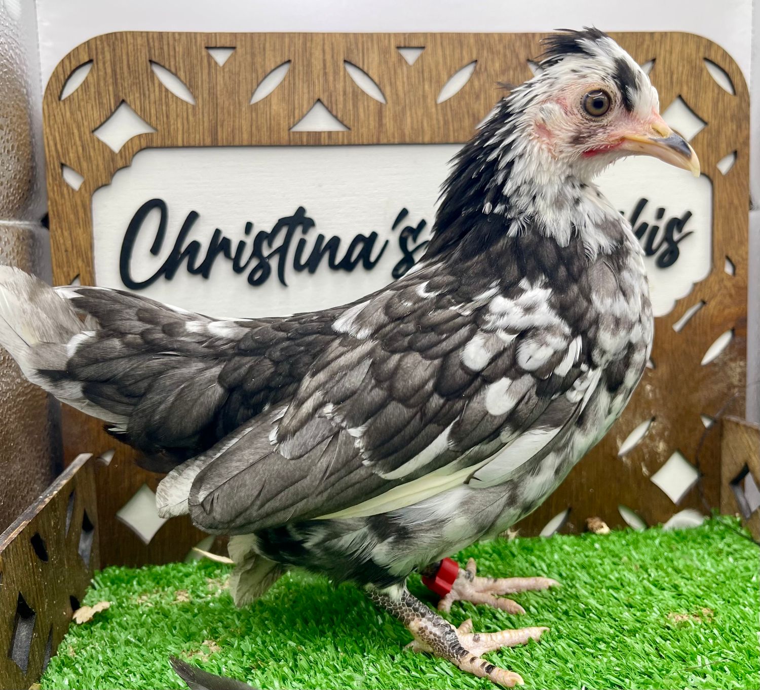 Pullet