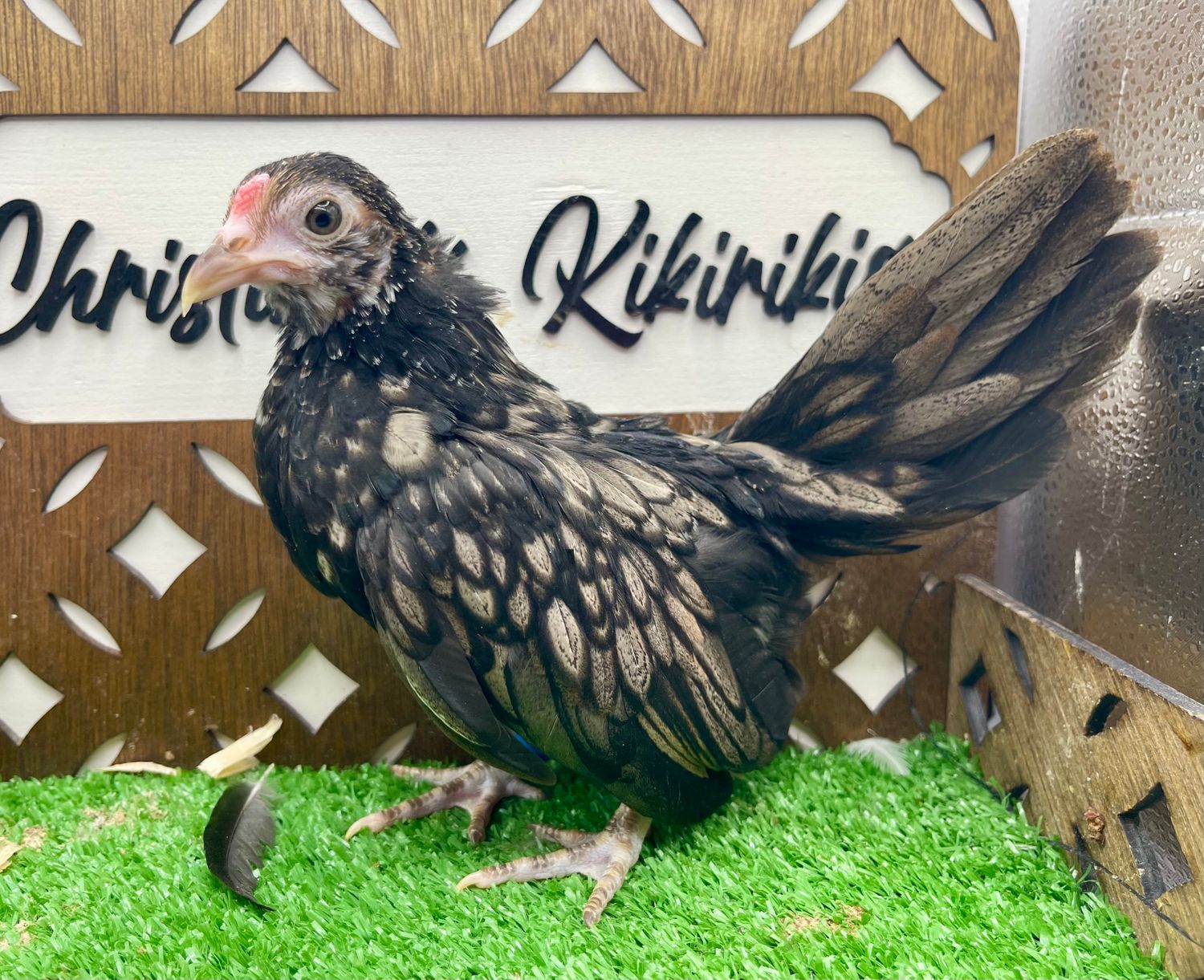 Cockerel