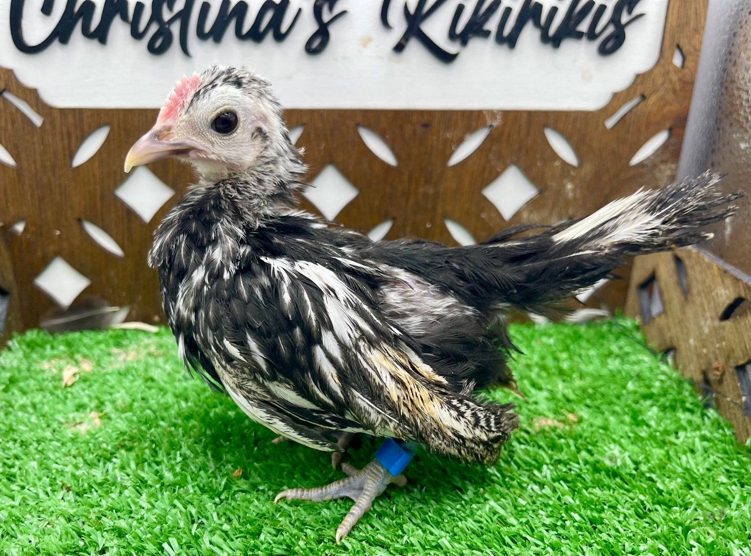 Cockerel