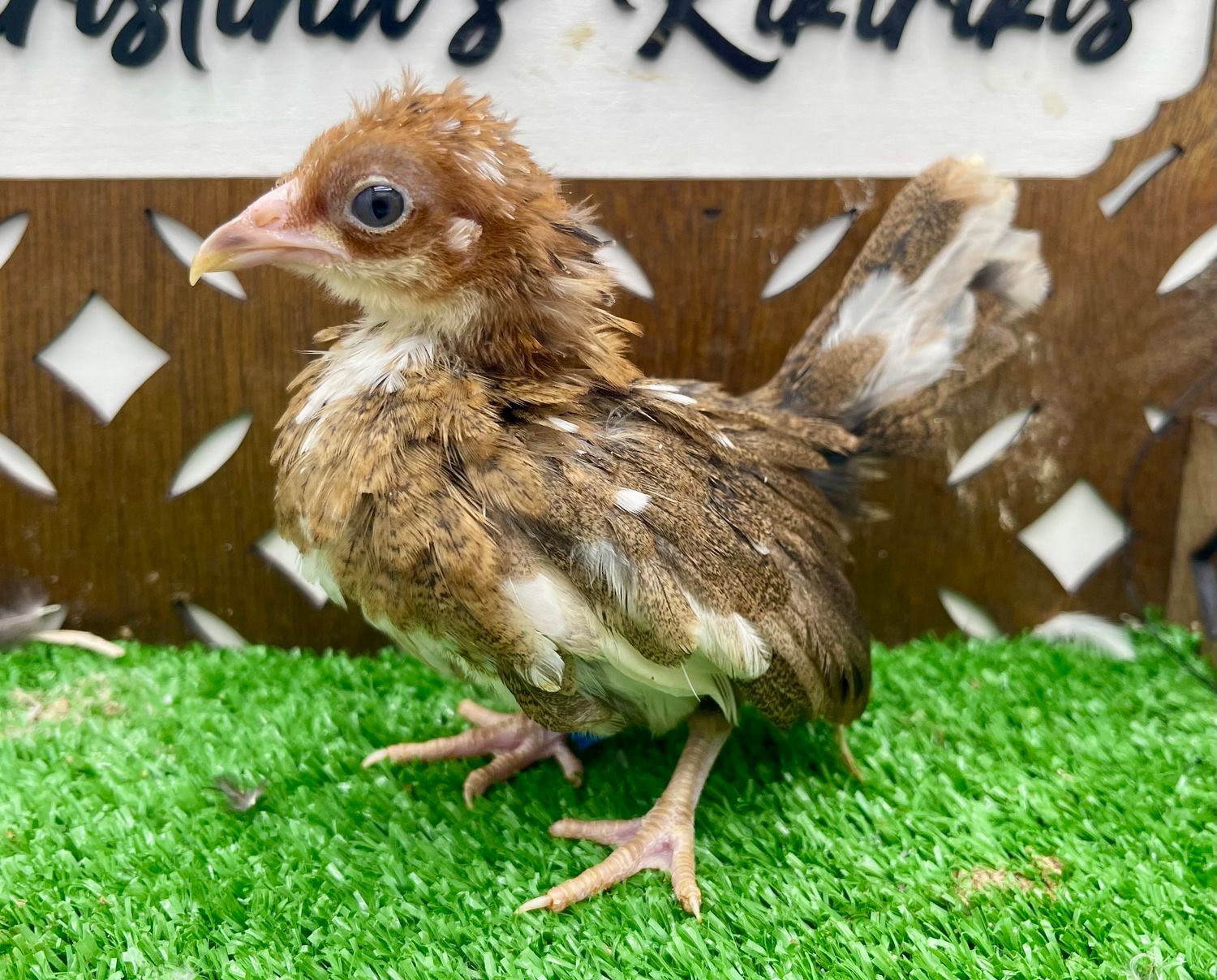 Possible Pullet