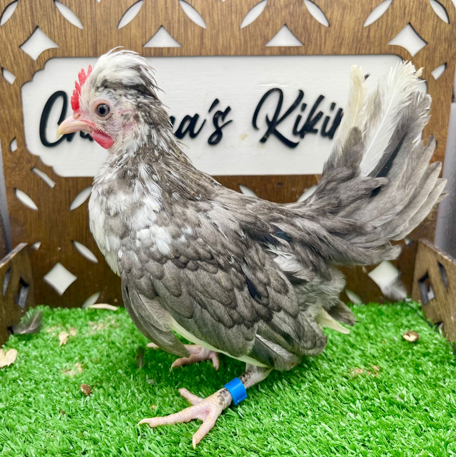 Cockerel