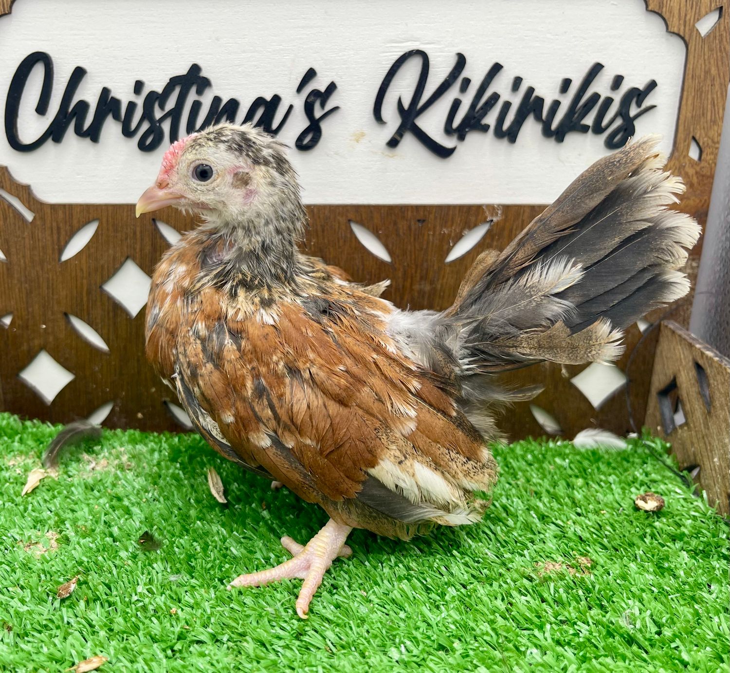 Cockerel