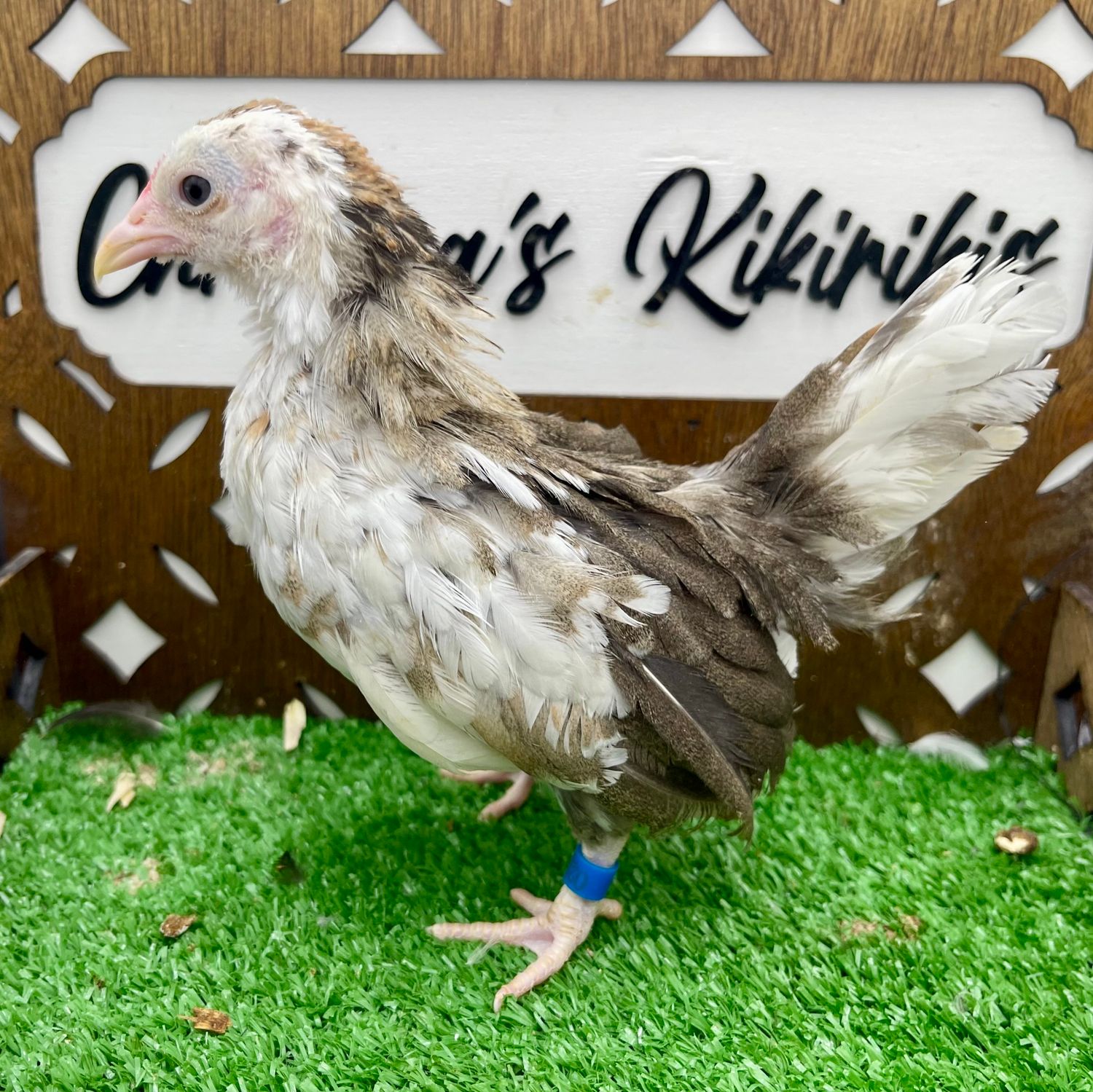 Cockerel