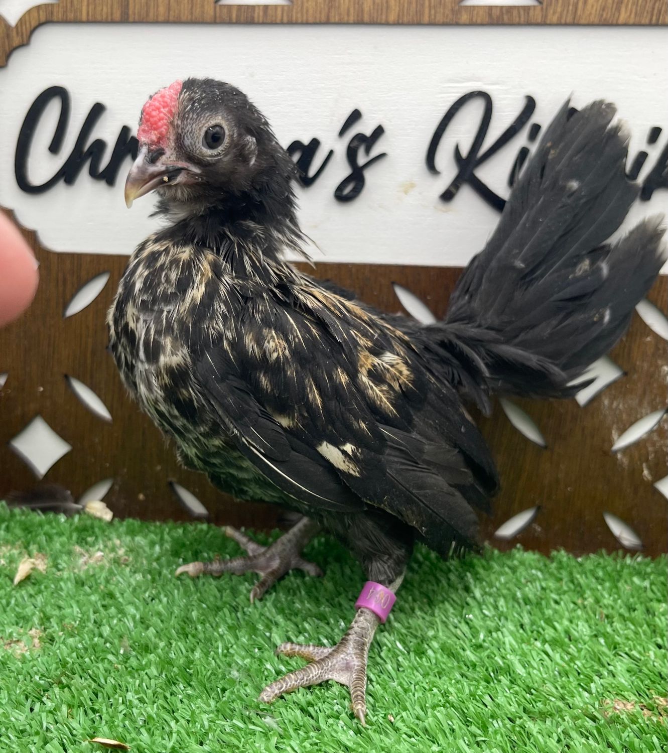 Cockerel