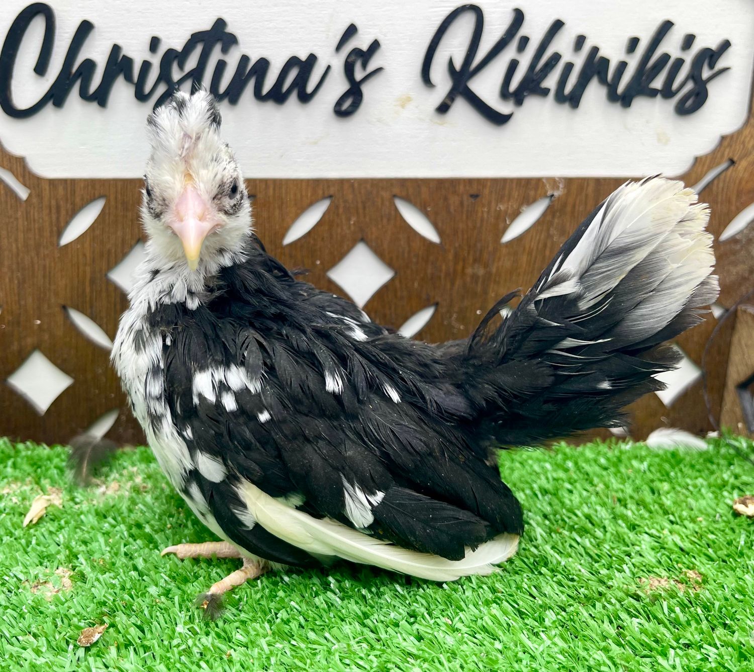 Possible Pullet