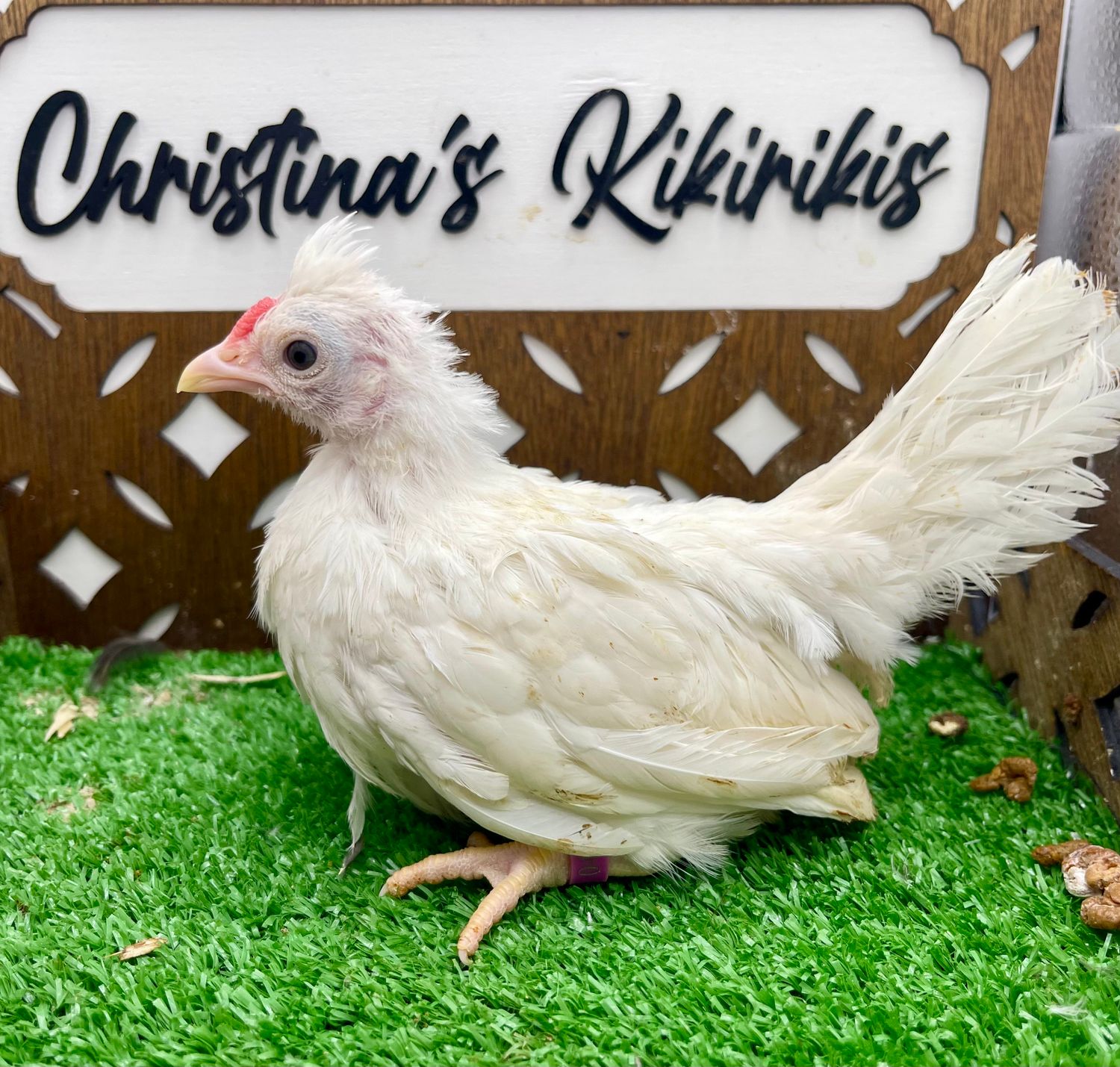 Cockerel