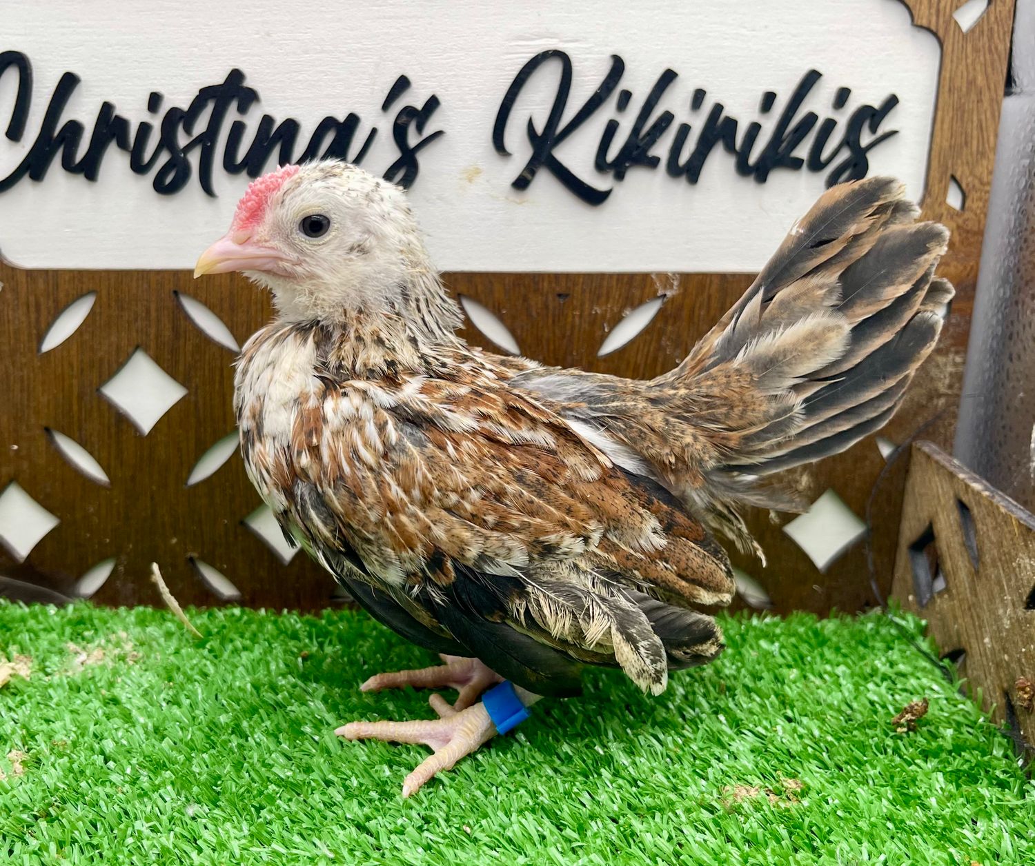 Cockerel