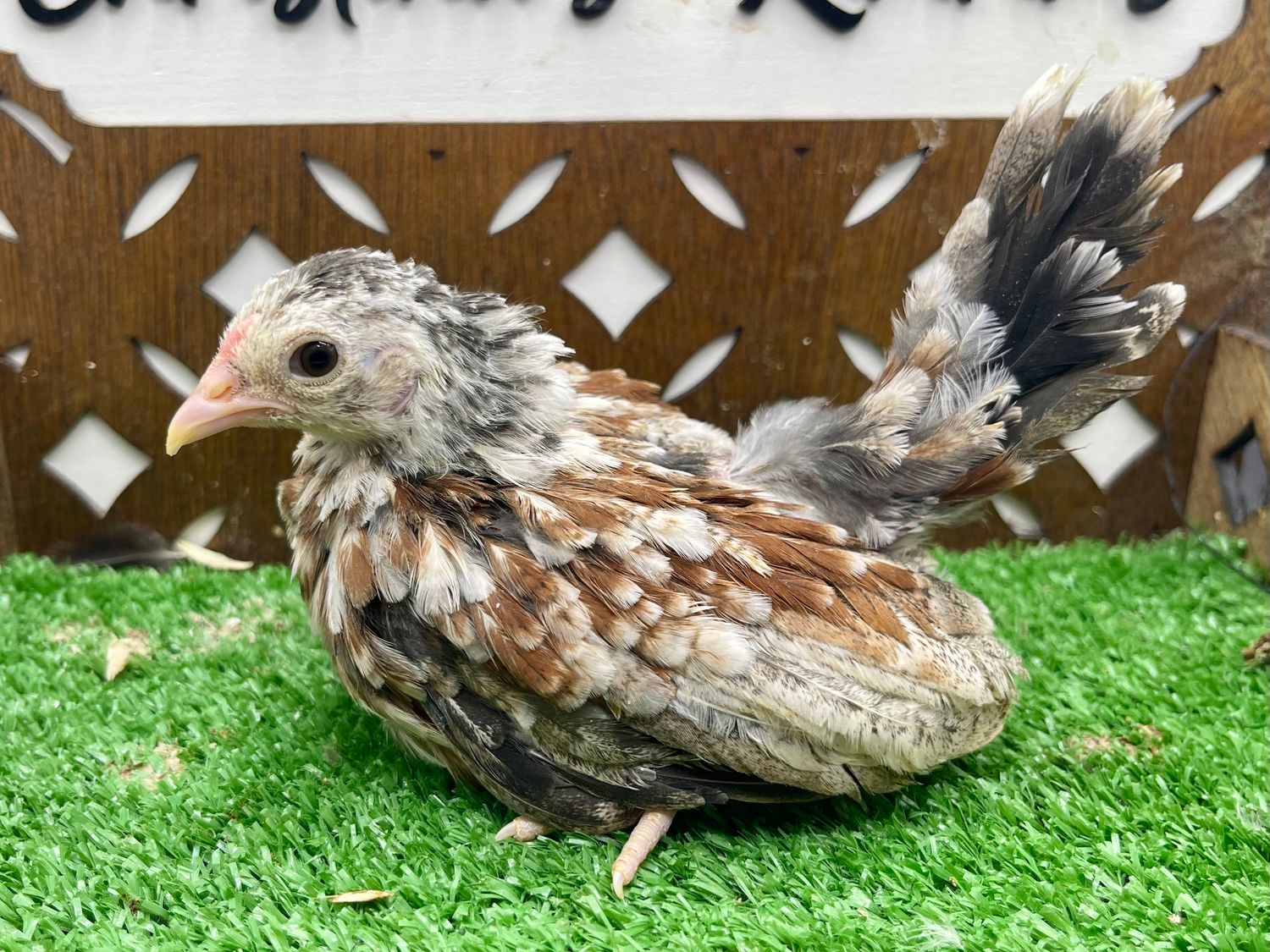 Cockerel