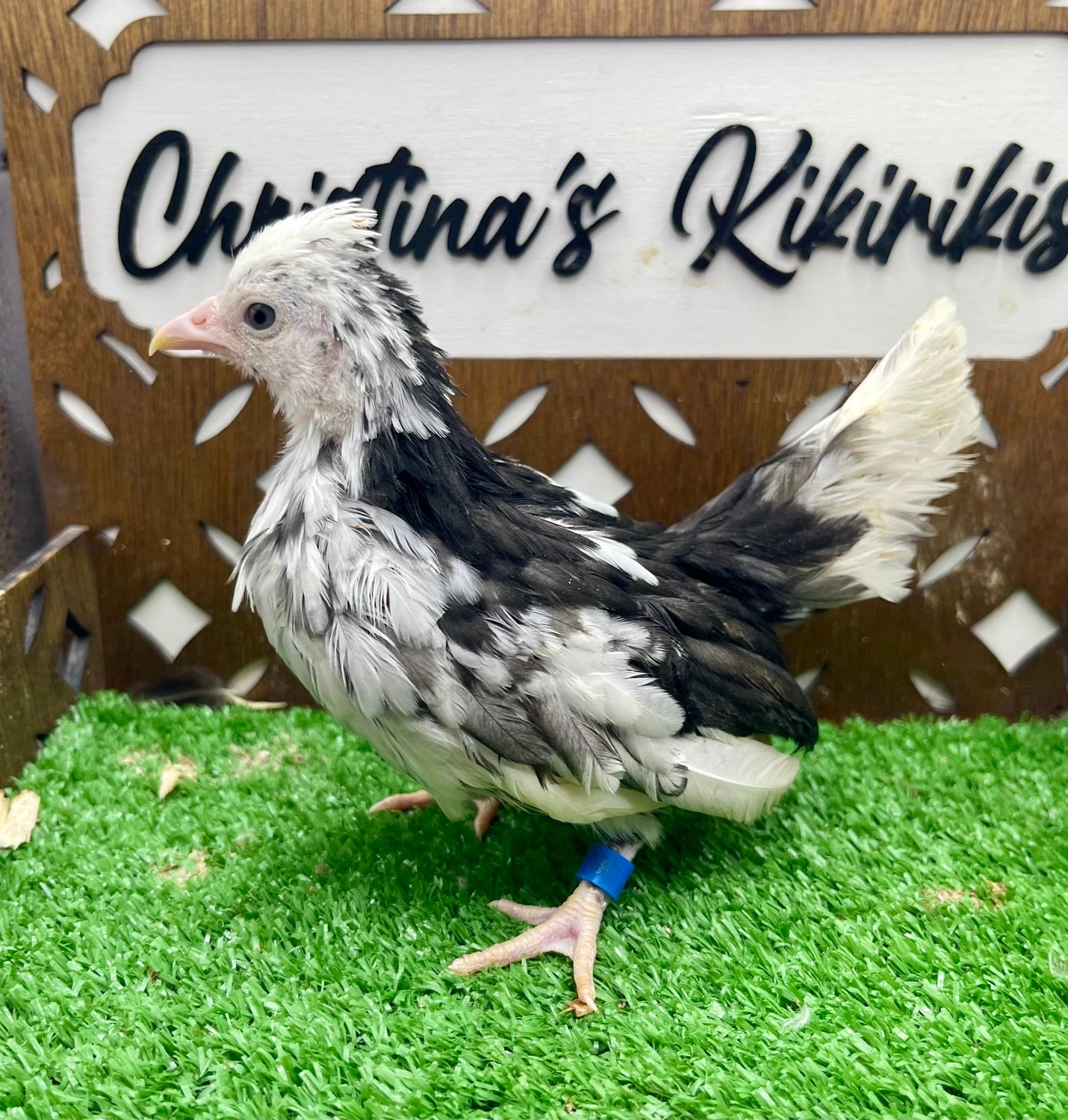 Possible Pullet