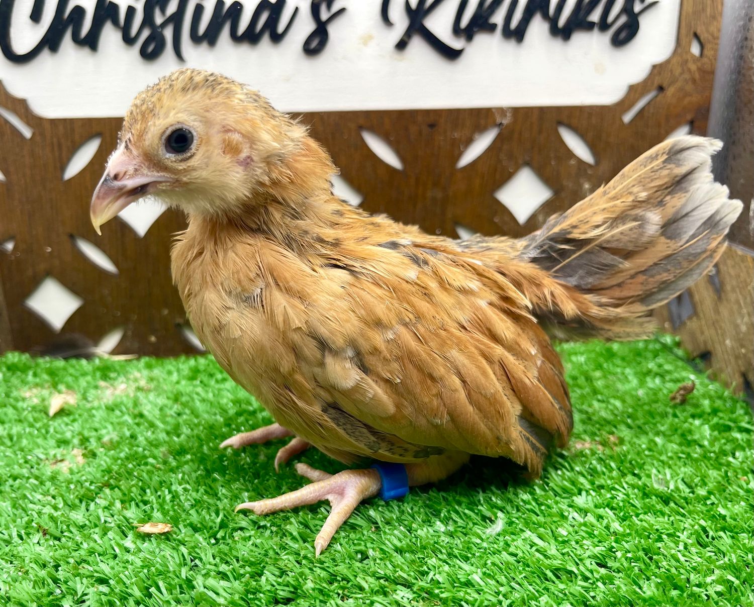 Possible Pullet