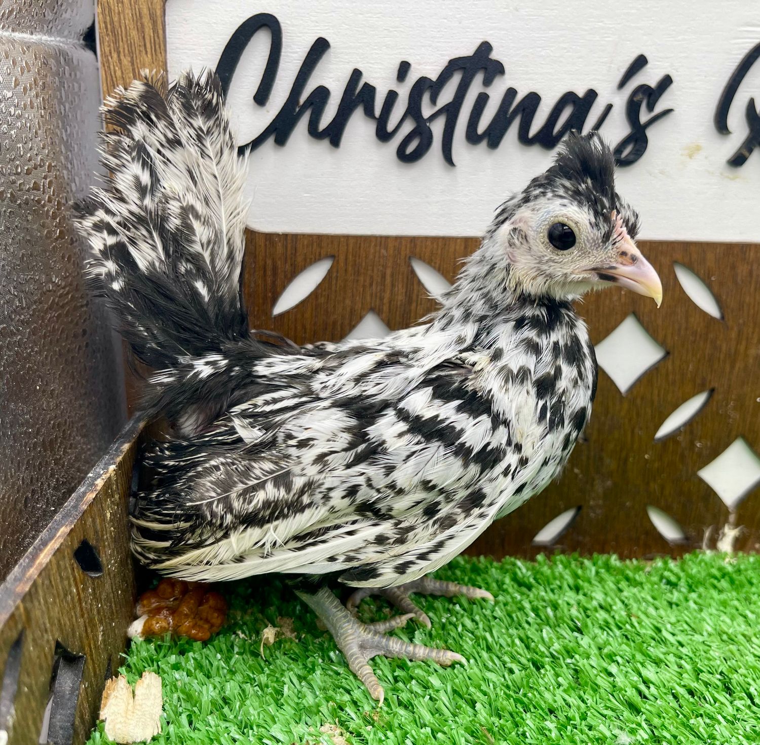 Possible Pullet